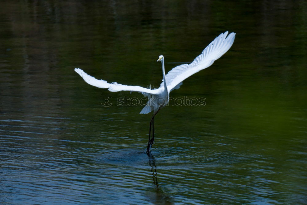 Similar – Image, Stock Photo bird Bird Zoo Ocean White