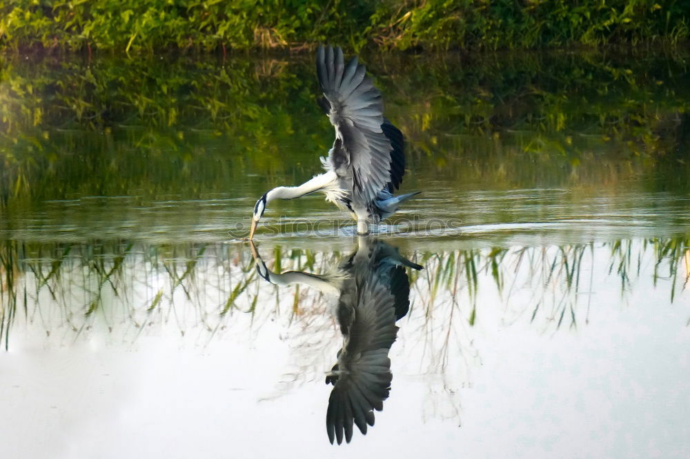 Similar – Image, Stock Photo Up and away! North Sea