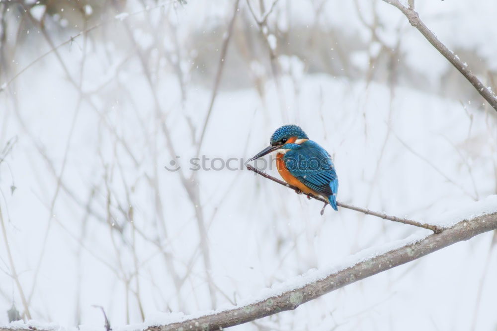 Kingfisher in reed