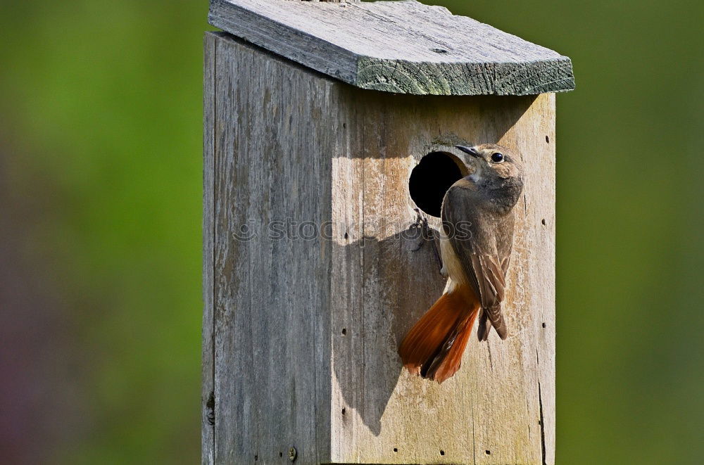 Similar – Image, Stock Photo robin Animal Wild animal