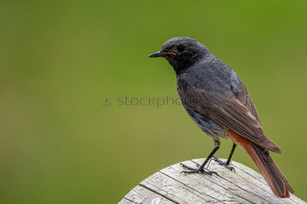 Similar – Image, Stock Photo Redstart Environment