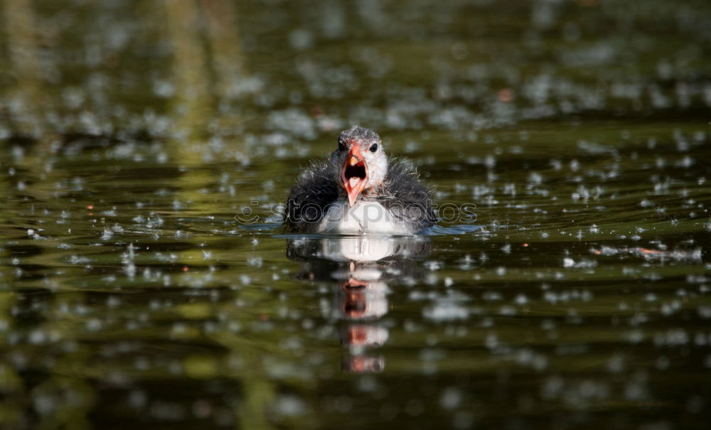 Similar – Image, Stock Photo loudmouth Animal