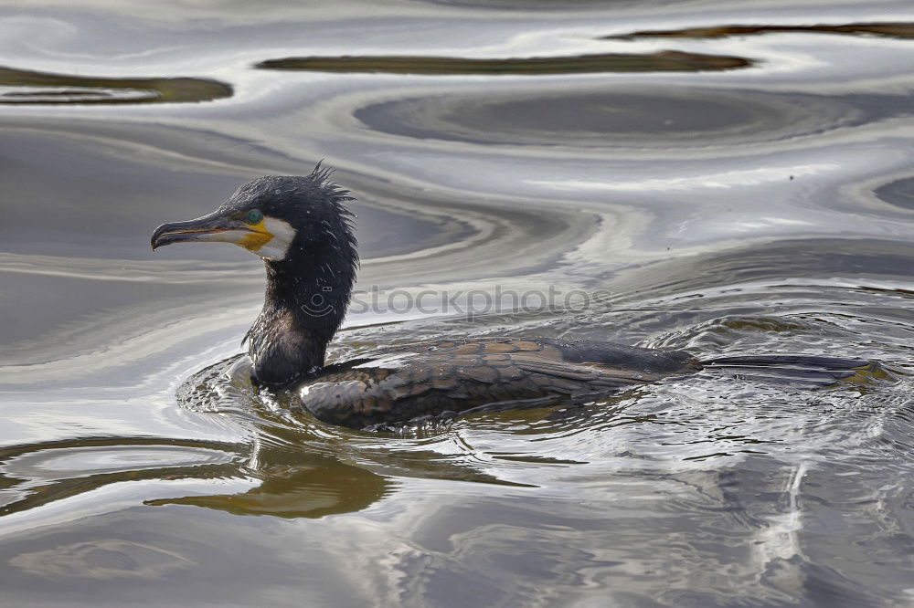Similar – Image, Stock Photo morning gymnastics Bird