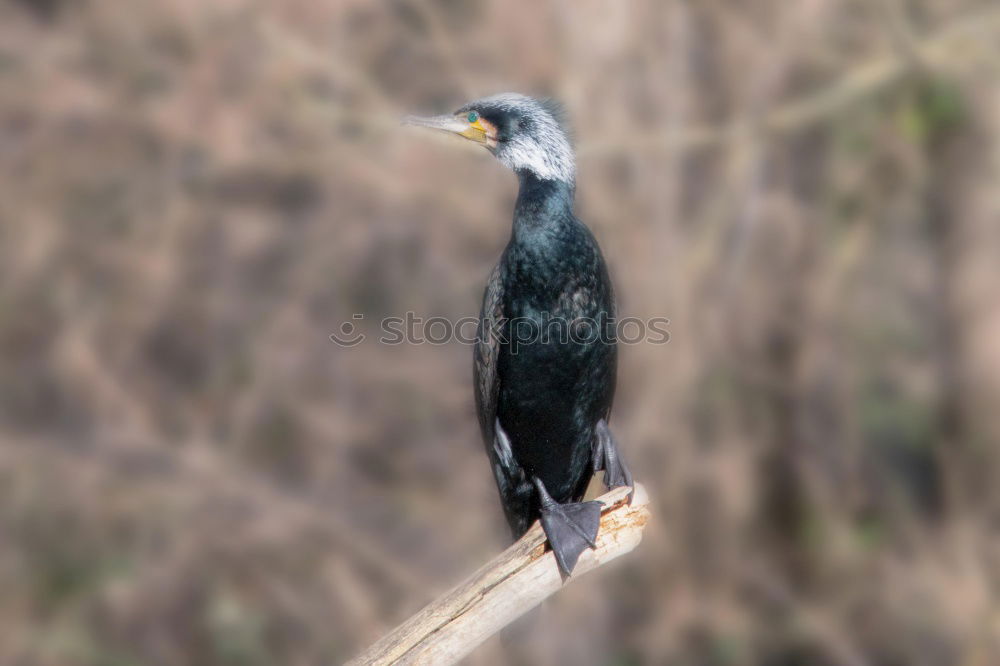 Similar – Image, Stock Photo Heron in a sunny tree