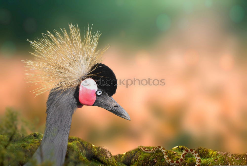 Similar – Schräger Vogel Farbfoto