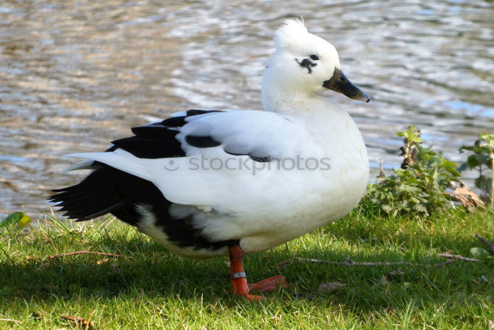 Similar – Image, Stock Photo autumn gull Seagull Bird