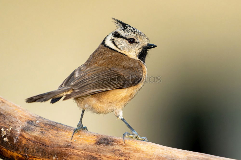 crested tit perched on small twig