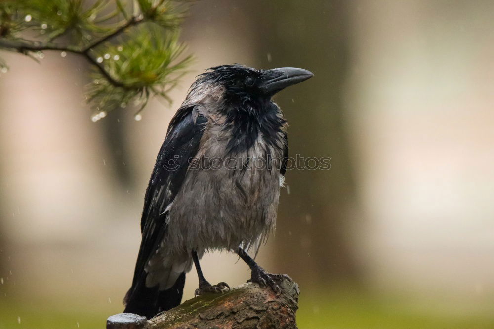 Raven Crow Fog Crow (Corvus corone cornix)