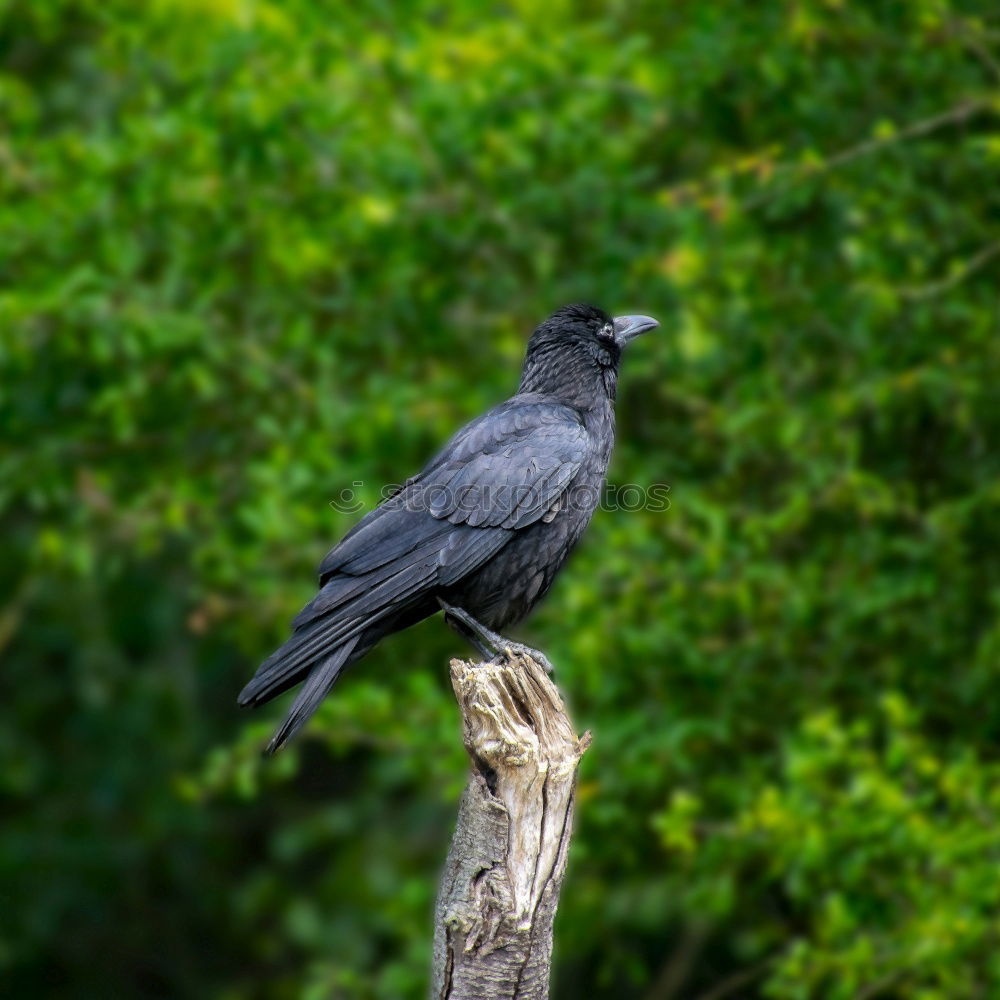 Similar – Image, Stock Photo Fork-tailed Drongo Summer