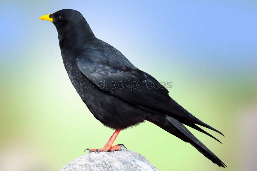 Similar – blackbird Blackbird Bird