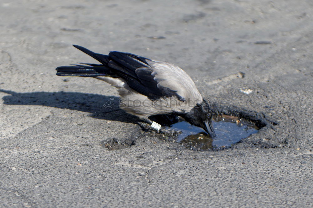 Similar – The raven Raven birds Crow