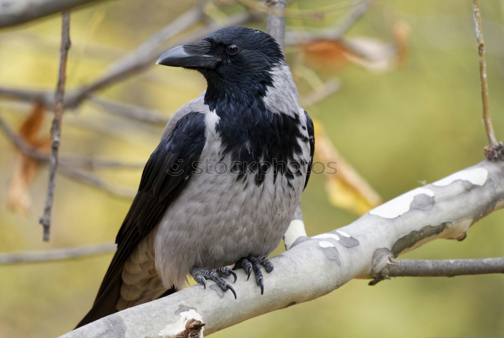 Similar – Image, Stock Photo Star with insects in the beak