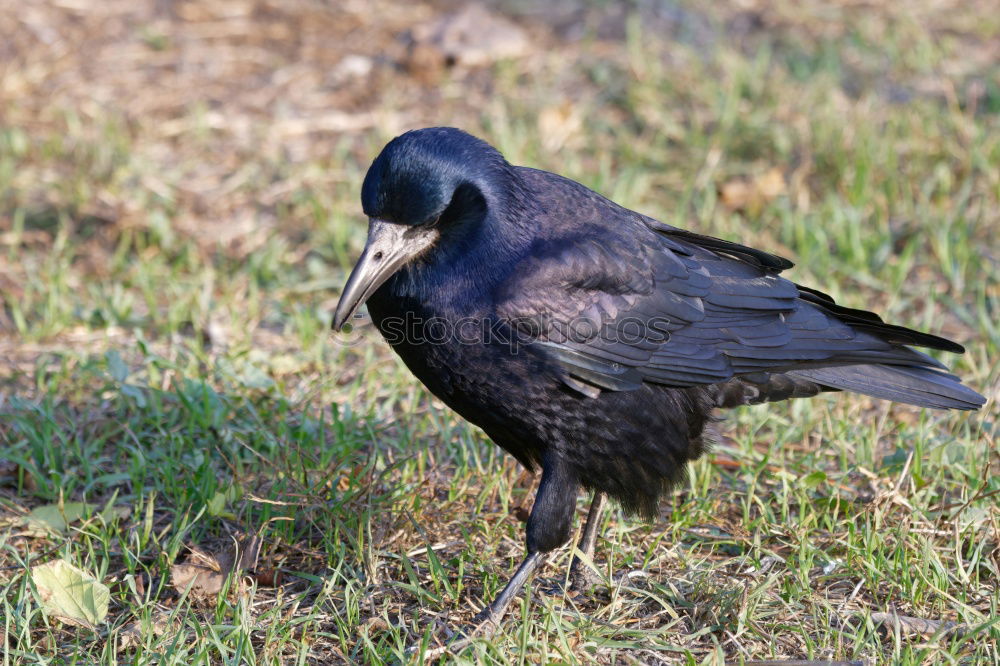 Similar – SEE AND BE SEEN Bird Grass