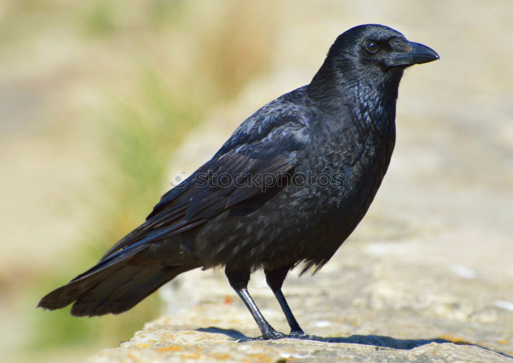 Similar – raven Raven birds Black