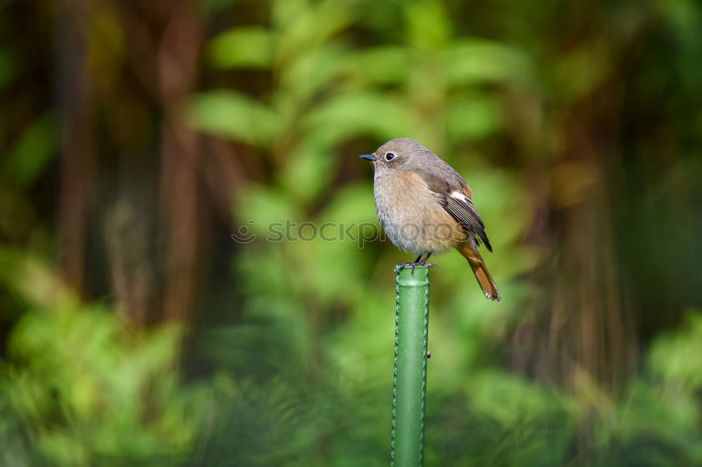 Similar – Image, Stock Photo Redstart Environment