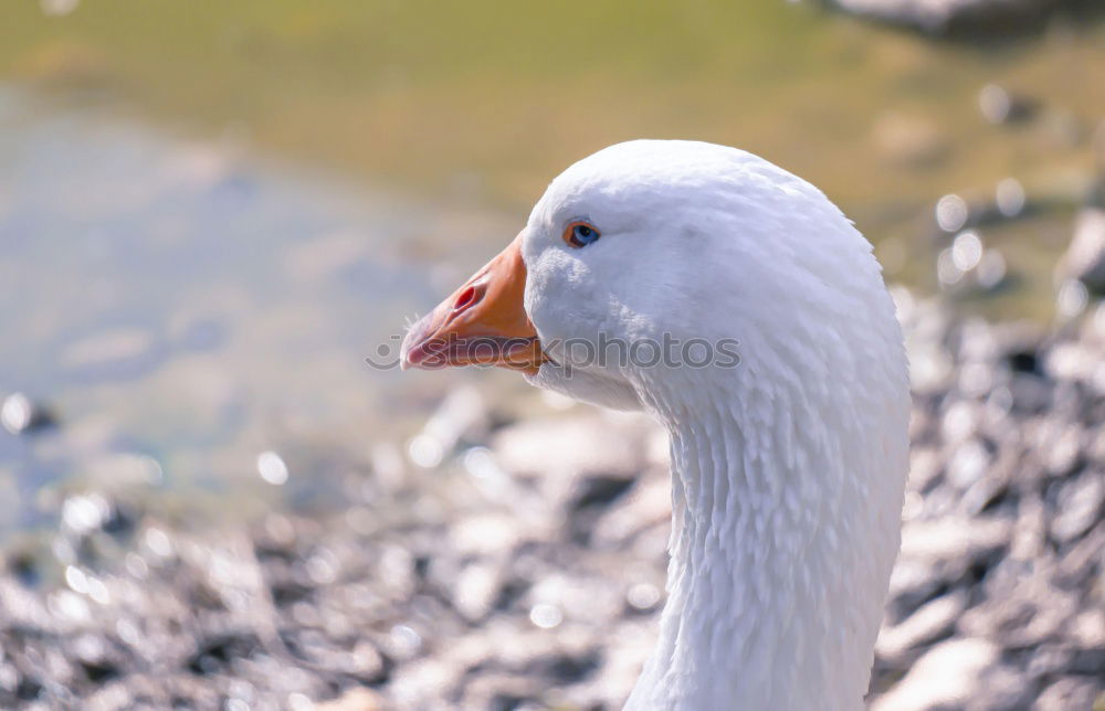 Similar – albino Animal Bird 1