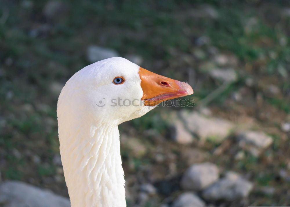 Similar – Image, Stock Photo ow Feet 1 Human being