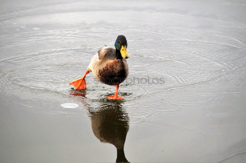 Similar – The duck stays outside!