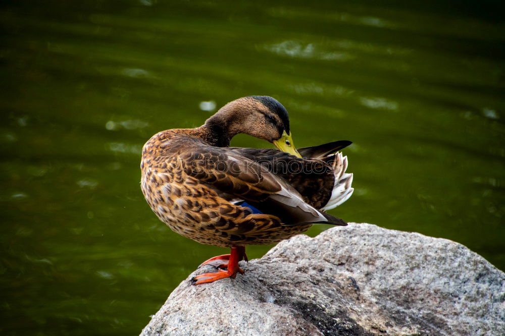 Similar – Image, Stock Photo Duck I Environment Nature