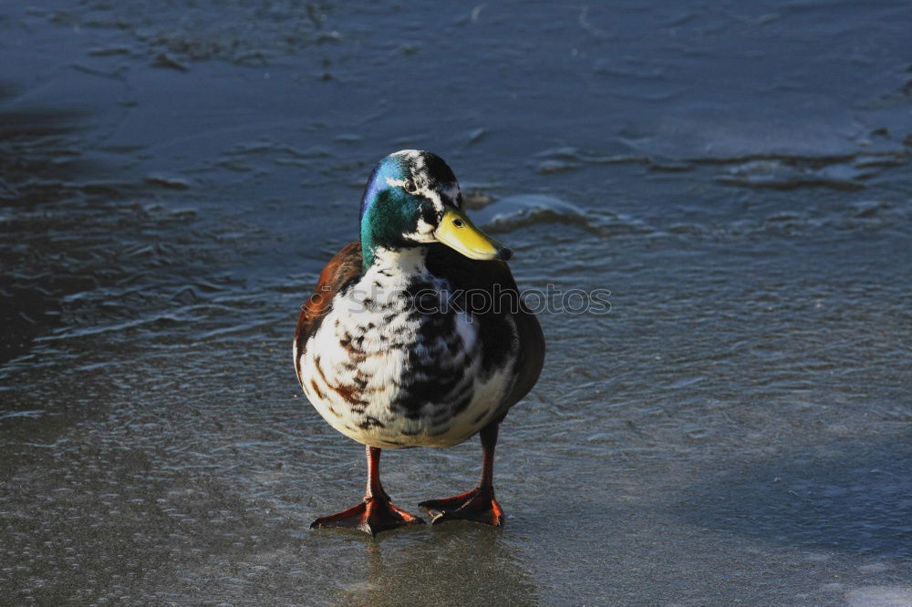 Similar – Image, Stock Photo Duck I Environment Nature