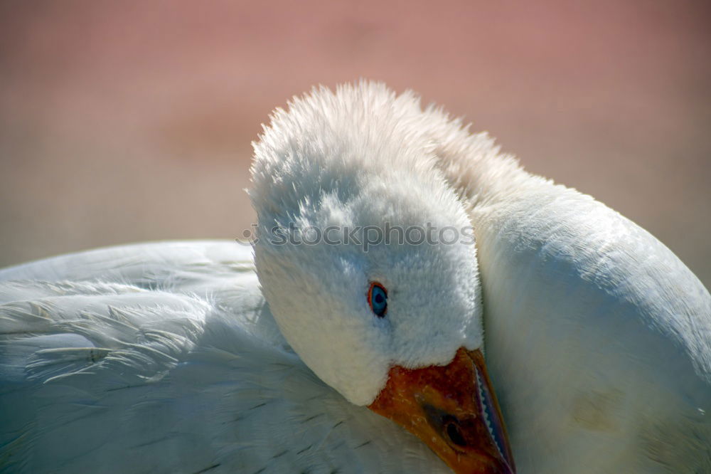 Similar – albino Animal Bird 1