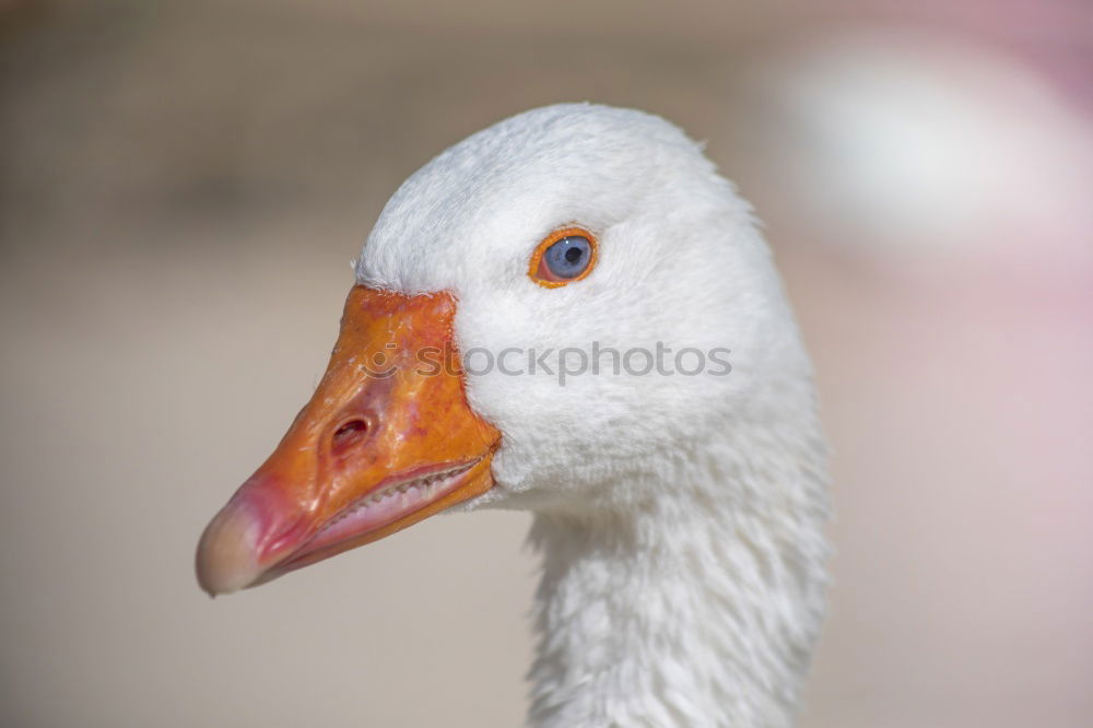 Similar – Image, Stock Photo charlotta Duck White