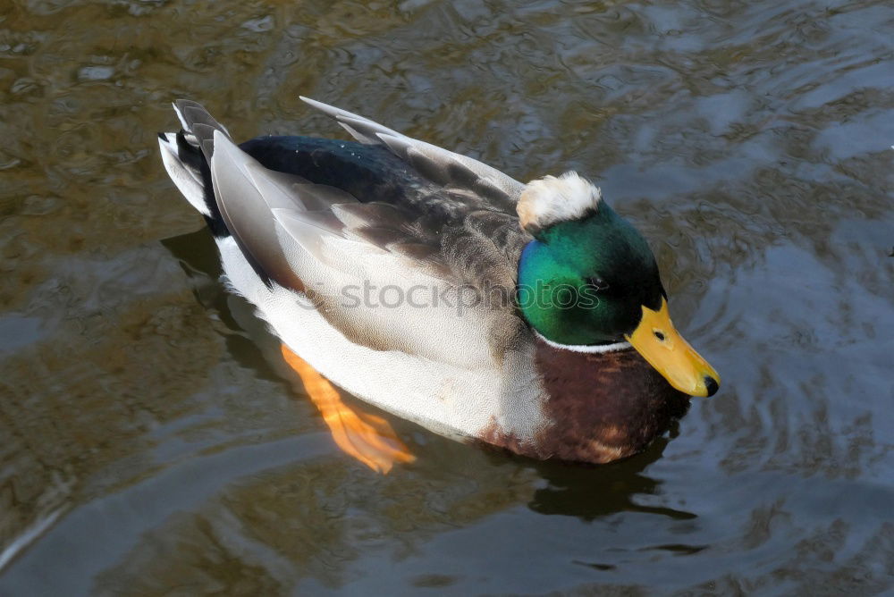 Similar – Image, Stock Photo morning laundry Bird