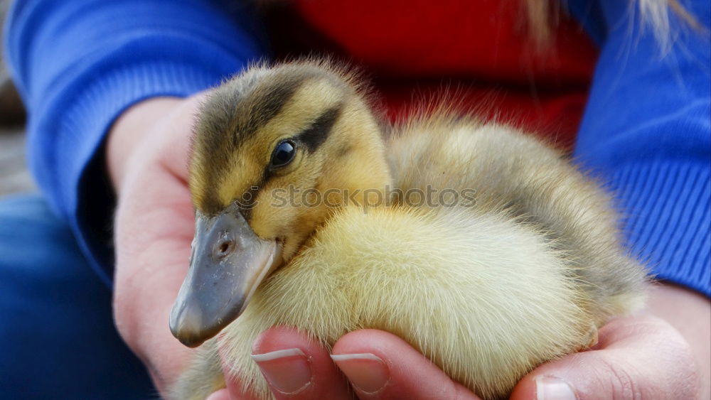 Image, Stock Photo Duckling in the hands of a girl