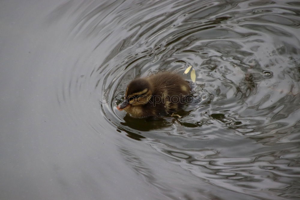 Similar – water duck Sweet Cute