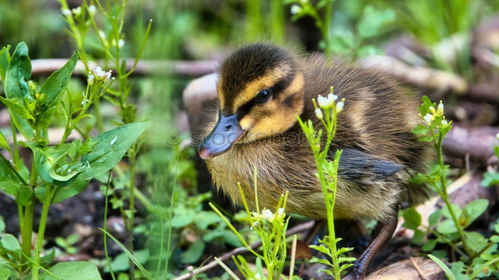 Image, Stock Photo Fluffy thing Grass Meadow