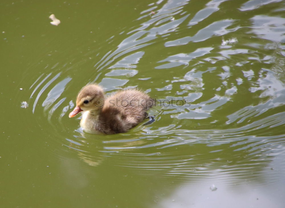 Similar – Image, Stock Photo little fluffy gosling running through the grass at the lakeside