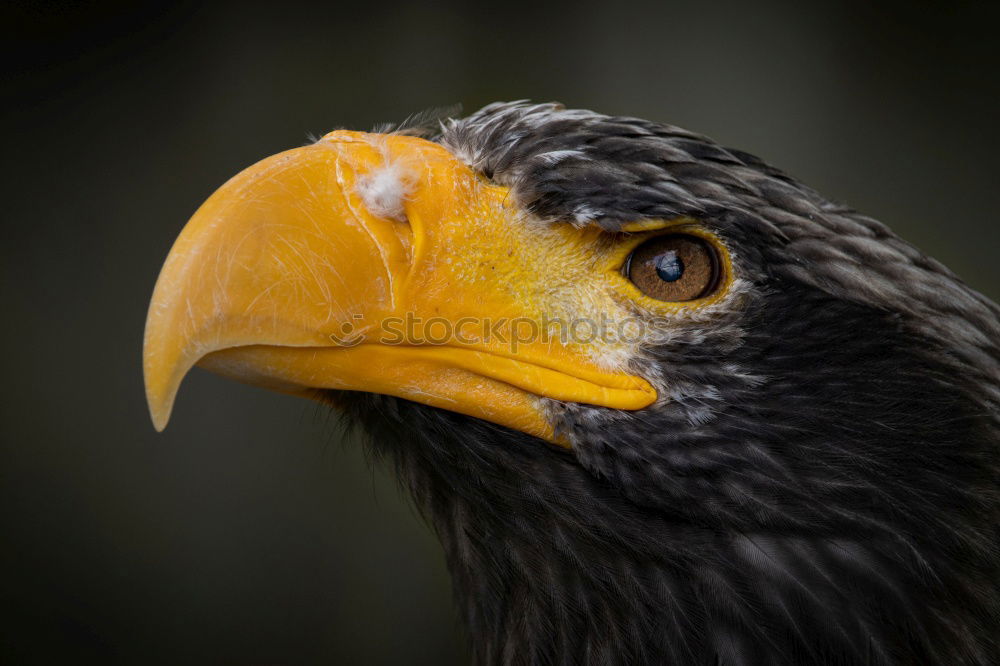 Similar – Image, Stock Photo one-eye Farm animal