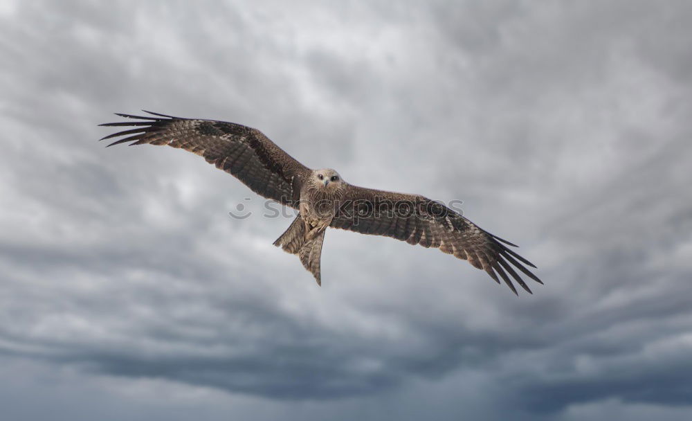 Similar – Foto Bild Beached Umwelt Natur