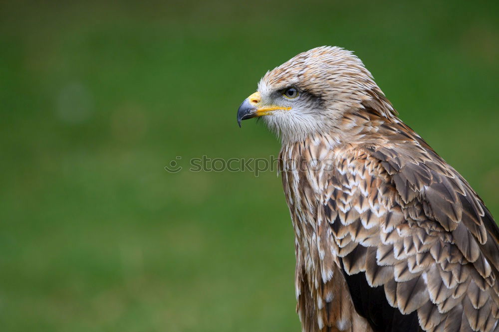 Similar – Image, Stock Photo A hawk eagle Hunting