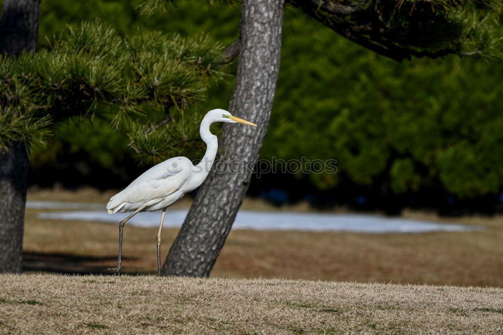 Similar – Foto Bild Reiherlei Umwelt Natur