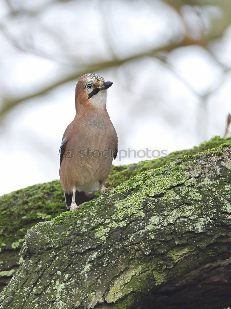 Similar – Image, Stock Photo Jay in the tree Nature