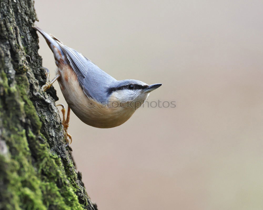 Similar – Nuthatch on a tree trunk