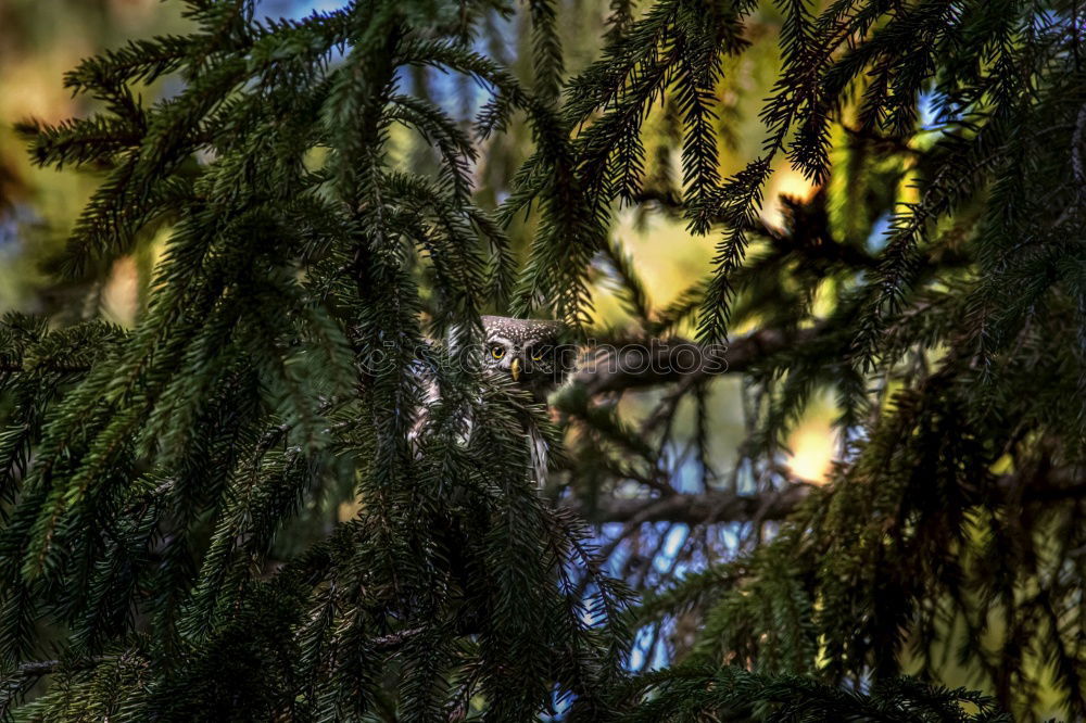 Similar – Image, Stock Photo End of a journey Nature