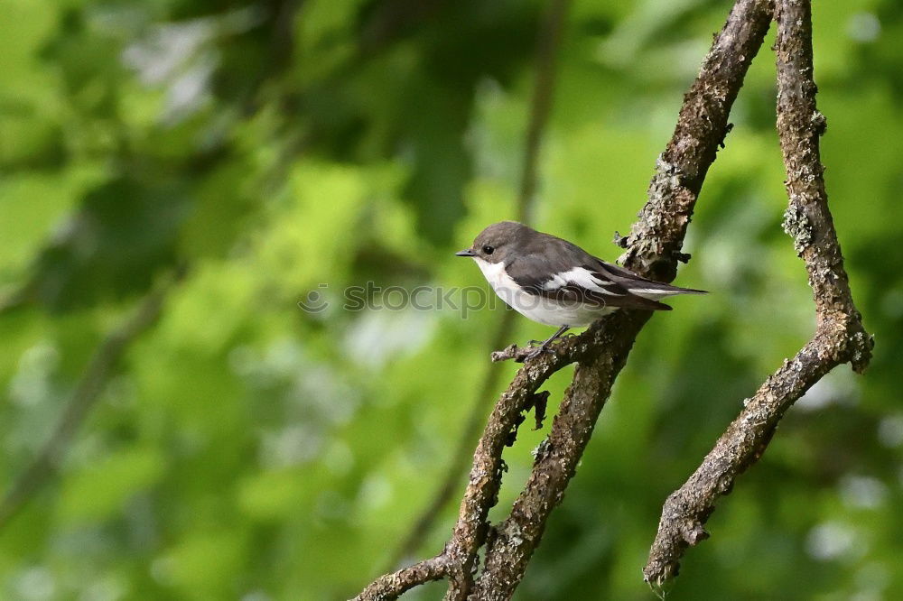 Similar – Full attention Chaffinch