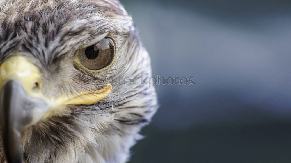 Similar – Image, Stock Photo one-eye Farm animal