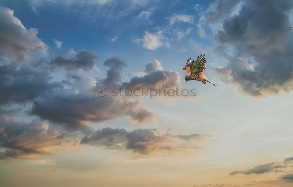 Similar – Image, Stock Photo Flying Guitar Joy Music