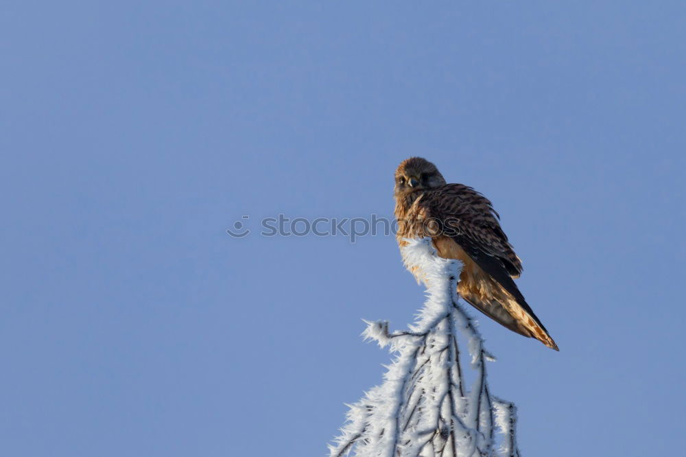 Similar – in pairs Bird Sparrow Tree