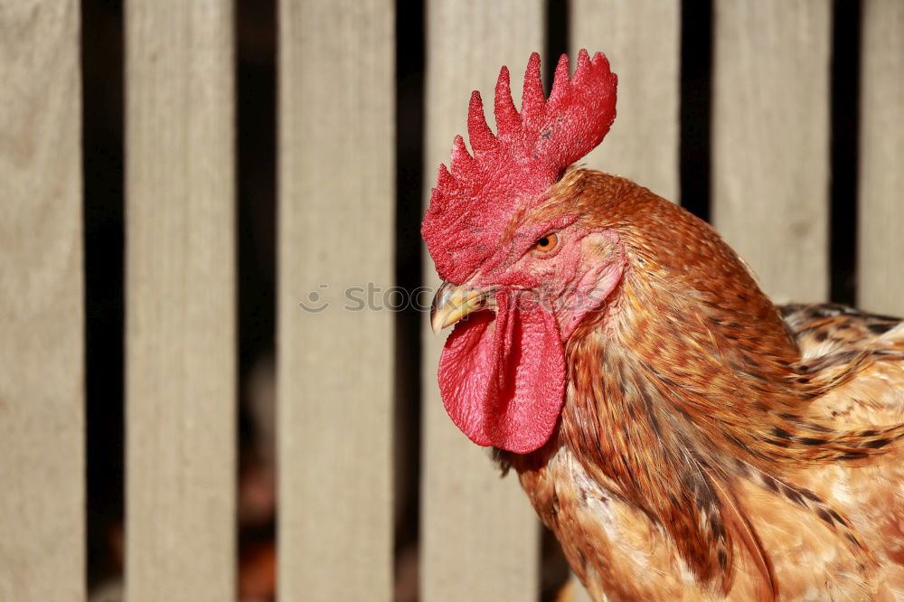 Image, Stock Photo Happy chickens look different!