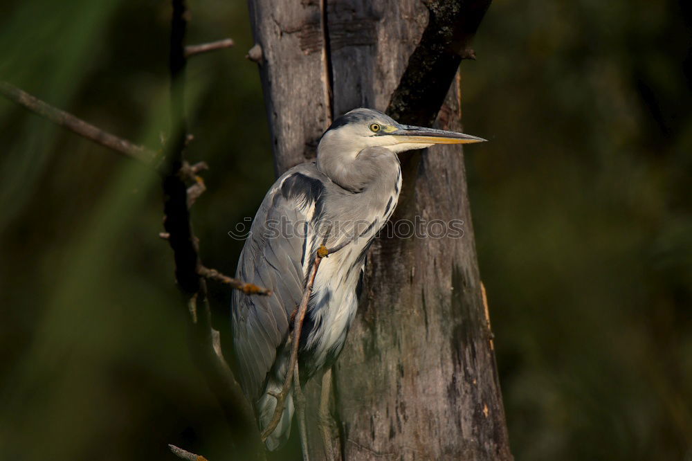 Similar – Image, Stock Photo Heron in a sunny tree