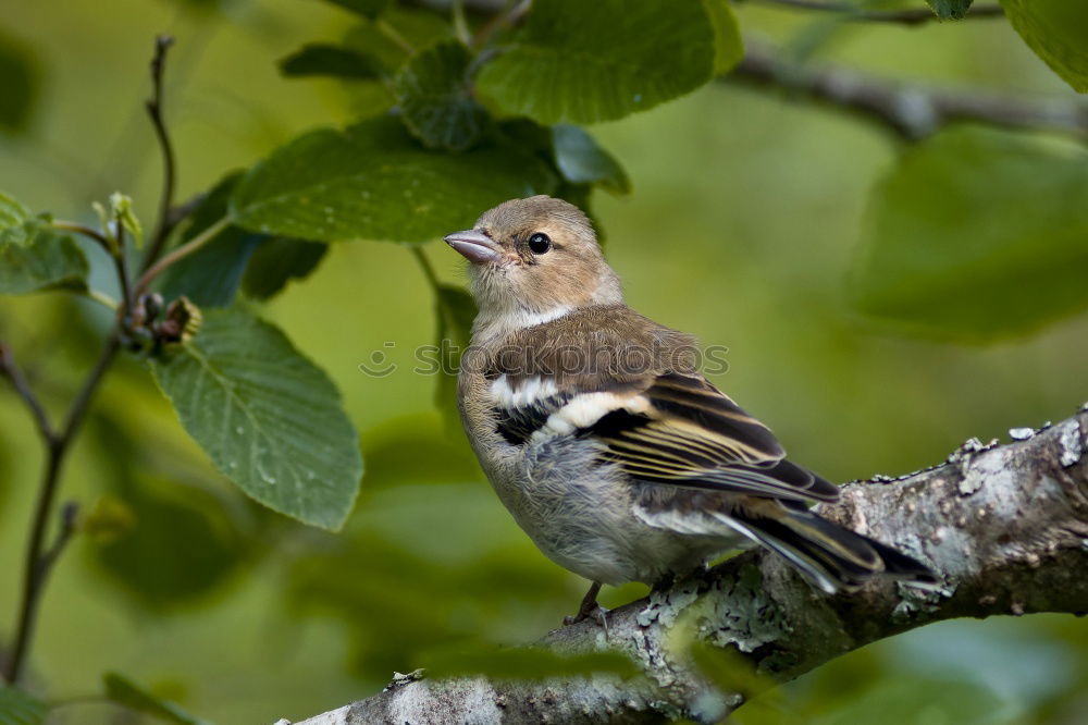 Similar – Full attention Chaffinch