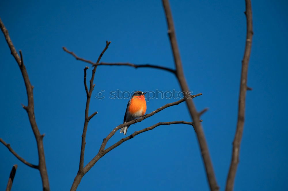 Similar – Foto Bild Meisenwinter (bunt) Vogel