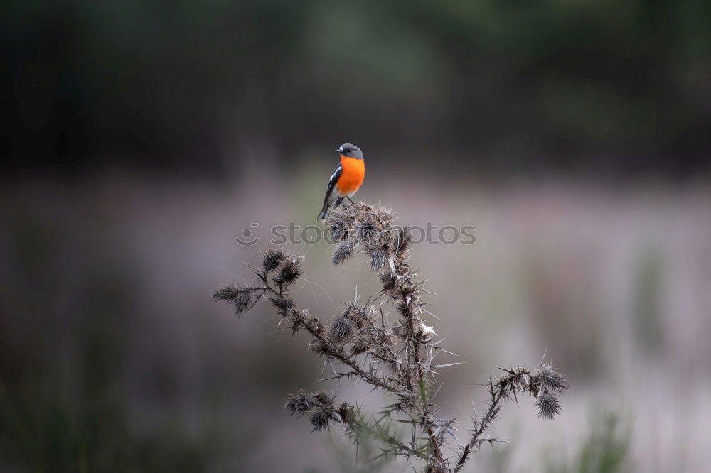 Similar – Robin in the rain 3 Landscape