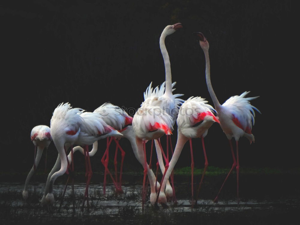 Similar – Image, Stock Photo 2 flamingos striding along the shore of a lake