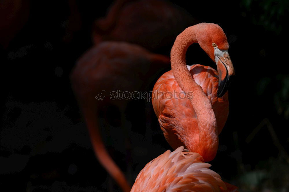 Similar – Foto Bild observing Flamingo Vogel