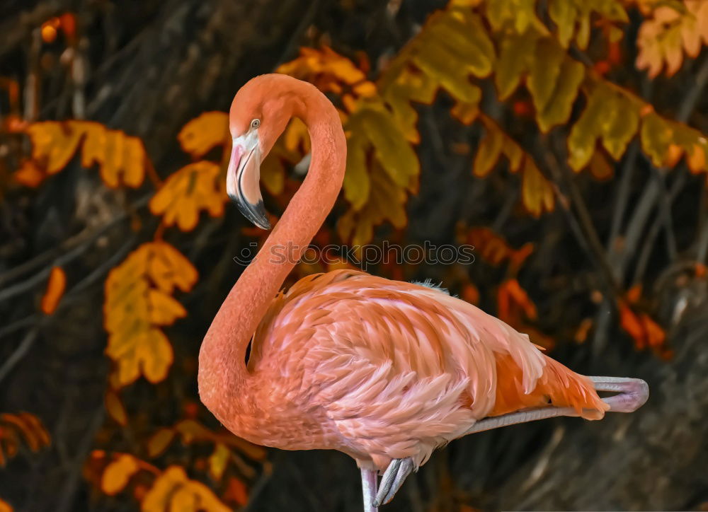 Similar – Image, Stock Photo grasp one’s food Barn fowl